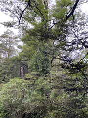 Peraxilla colensoi