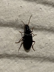 Agonum punctiforme