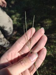 Digitaria violascens