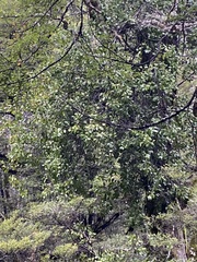 Peraxilla colensoi