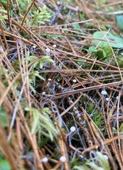 Clitocybaceae