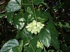 Mucuna gigantea