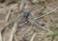 Orthetrum