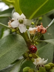 Harmonia axyridis