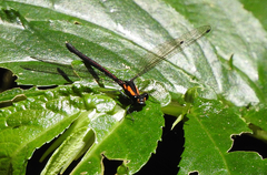 Austroargiolestes chrysoides