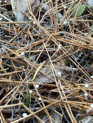 Clitocybaceae