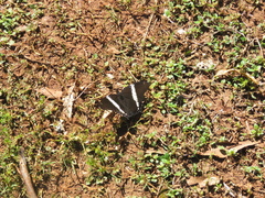 Siproeta epaphus trayja