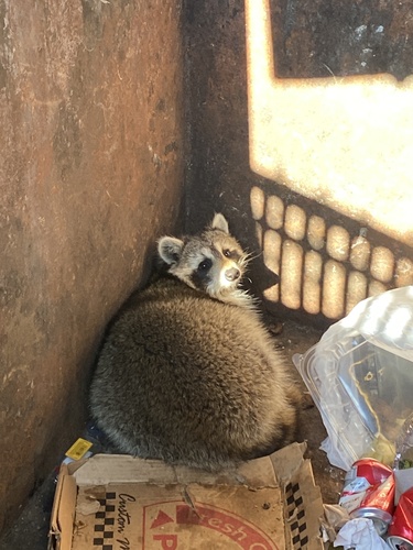 Common Raccoon photographed in New Jersey