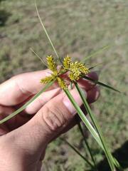 Cyperus aggregatus