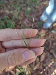 Microlaena stipoides