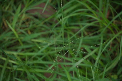 Digitaria velutina observed 2022-10-27