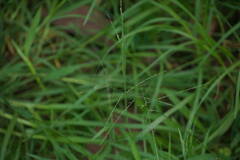 Digitaria velutina