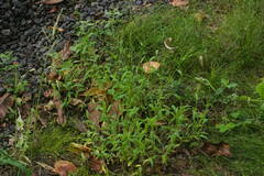 Digitaria velutina