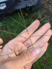 Digitaria velutina