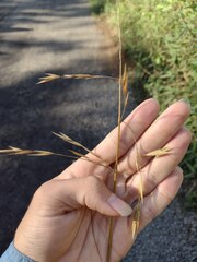 Bromus catharticus