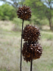 Leonotis nepetifolia