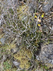 Pittosporum anomalum