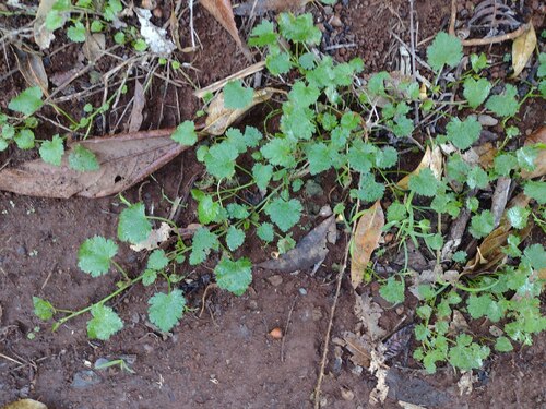 Modiola caroliniana observed 2022-10-27