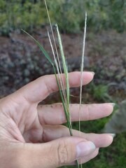 Dichelachne micrantha