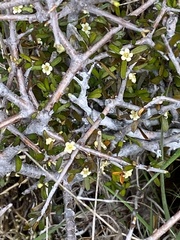 Pittosporum anomalum