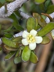 Pittosporum anomalum