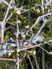Pittosporum anomalum