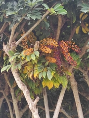 Heptapleurum arboricola