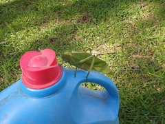 Stilpnochlora azteca