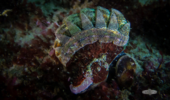 Rhyssoplax polita