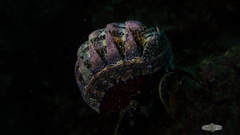 Rhyssoplax polita