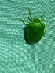 Chinavia marginata