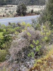 Pittosporum anomalum