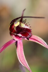 Caladenia formosa