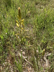 Bulbine bulbosa