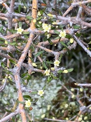 Pittosporum anomalum