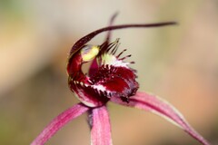 Caladenia formosa