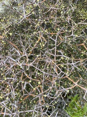 Pittosporum anomalum