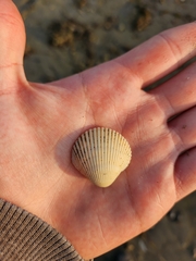 Clinocardium nuttallii
