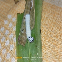Pelopidas conjuncta