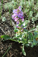 Penstemon nitidus