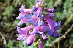 Penstemon nitidus