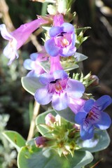 Penstemon nitidus