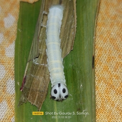 Pelopidas conjuncta