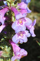 Penstemon nitidus