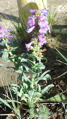 Penstemon nitidus