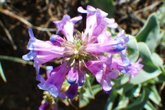 Penstemon nitidus