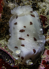 Aphelodoris sp-a