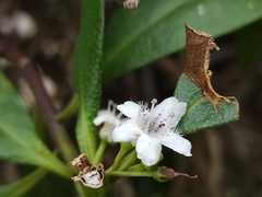 Myoporum petiolatum