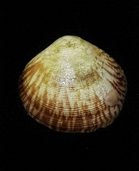 Circe scripta