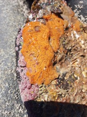 Botrylloides diegensis